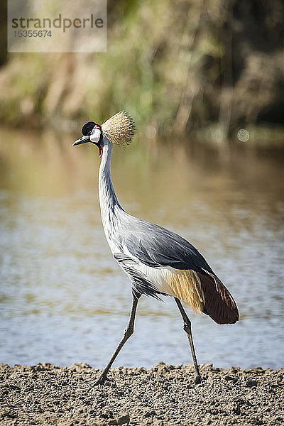 Graukronenkranich (Balearica regulorum) beim Spaziergang am Flussufer  Serengeti; Tansania