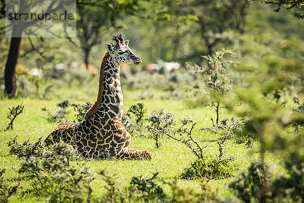 Masai-Giraffe (Giraffa camelopardalis tippelskirchii) kniend im Gras zwischen Büschen  Serengeti-Nationalpark; Tansania