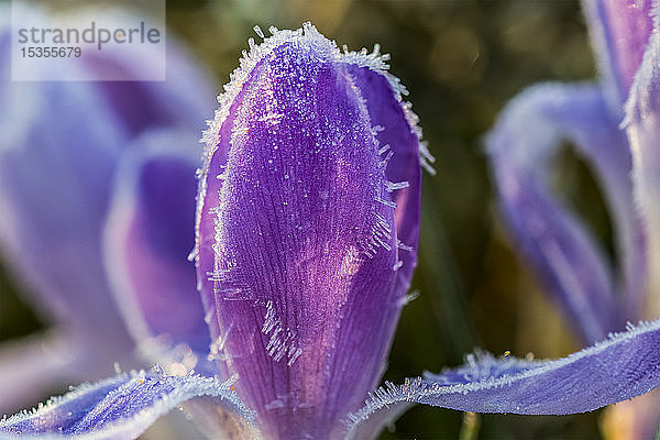 Frost haftet an den Blütenblättern des Krokus; Astoria  Oregon  Vereinigte Staaten von Amerika