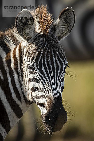 Nahaufnahme eines jungen Steppenzebras (Equus quagga)  das die Kamera beobachtet  Serengeti; Tansania