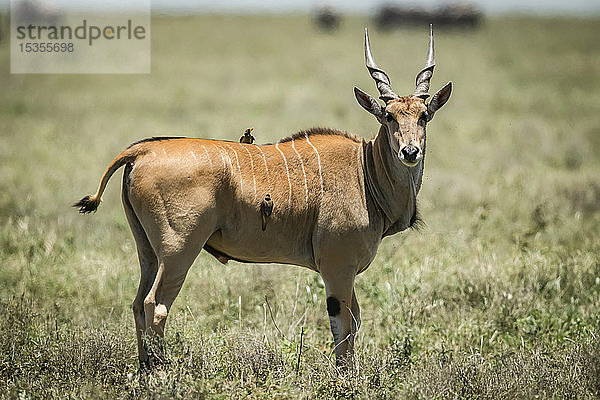 Elenantilope (Taurotragus oryx) steht im Profil mit einem Gelbschnabel-Madenhacker (Buphagus africanus)  Serengeti-Nationalpark; Tansania