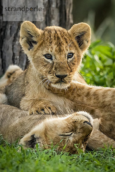 Löwenjunge (Panthera leo) im Gras liegend bei einem Baum  Serengeti National Park; Tansania