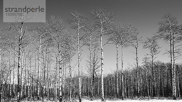 Schwarz-Weiß-Bild von blattlosen Bäumen und klarem Himmel im Winter; Thunder Bay  Ontario  Kanada