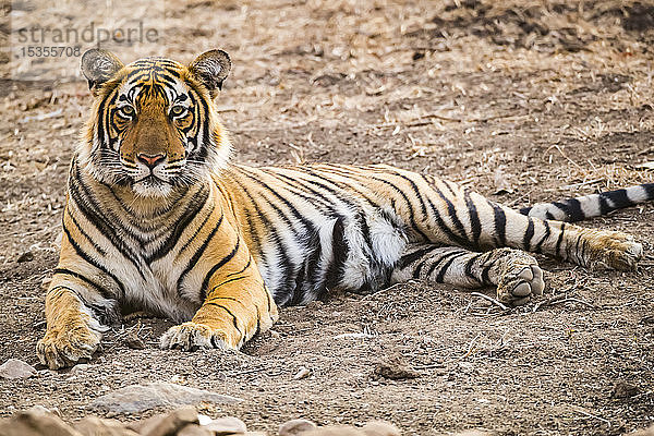 Bengalischer Tiger (Panthera tigris tigris)  Ranthambore National Park; Rajasthan  Indien