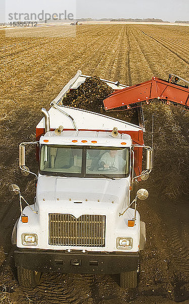 Ein Kartoffelroder erntet und belädt einen Lastwagen mit Kartoffeln  in der Nähe von Holland; Manitoba  Kanada