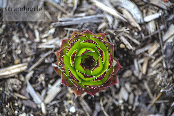 Hühner- und Kükenpflanze (Sempervivum tectorum)