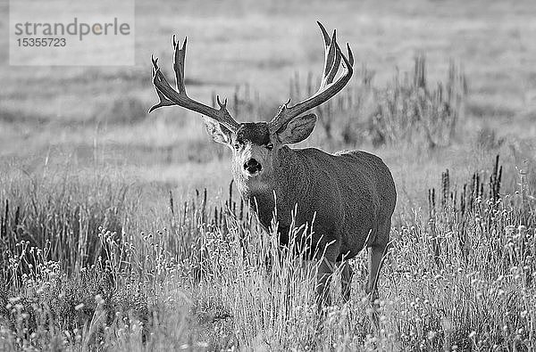 Schwarz-Weiß-Bild eines Maultierhirsches (Odocoileus hemionus)  der in einem Grasfeld steht; Denver  Colorado  Vereinigte Staaten von Amerika