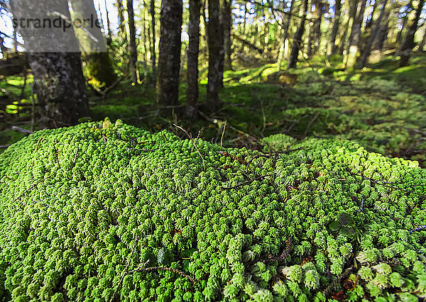 Torfmoos (Syn. Sphagnum cymbifolium) im Küstenwald; Nova Scotia  Kanada