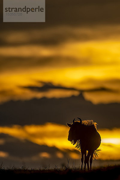 Streifengnu (Connochaetes taurinus) steht bei Sonnenuntergang als Silhouette am Horizont  Serengeti; Tansania