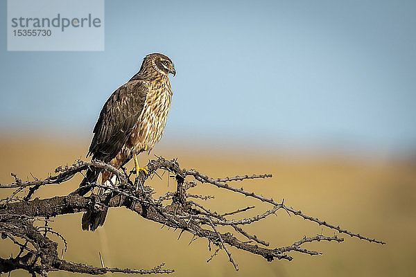 Rohrweihe (Circus ranivorus) auf einem kahlen Ast  Serengeti-Nationalpark; Tansania