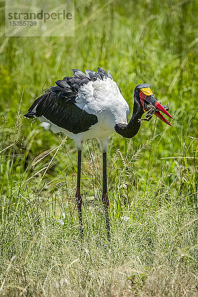 Sattelschnabelstorch (Ephippiorhynchus senegalensis) steht mit Frosch im Maul  Serengeti-Nationalpark; Tansania