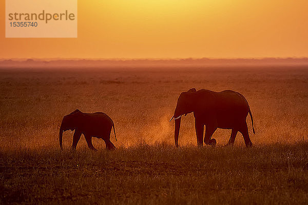 Afrikanische Elefantenkuh (Loxodonta africana) und Kalb  die Staub aufwirbeln  während sie durch grasbewachsene Ebenen laufen  im Gegenlicht der untergehenden Sonne  Katavi National Park; Tansania