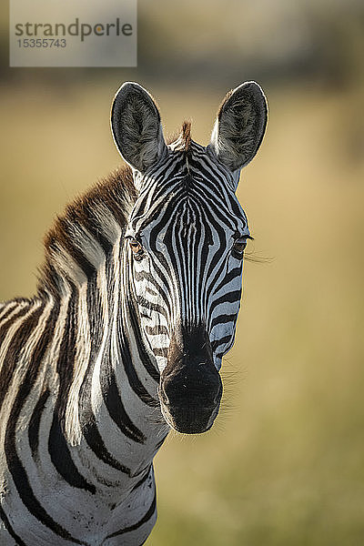 Nahaufnahme eines Steppenzebras (Equus quagga)  das in die Kamera schaut  Serengeti; Tansania