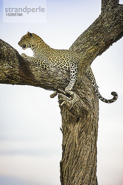 Leopard (Panthera pardus) beim Ausruhen in einem Baum im Ndutu-Gebiet des Ngorongoro-Krater-Schutzgebiets auf den Serengeti-Ebenen; Tansania