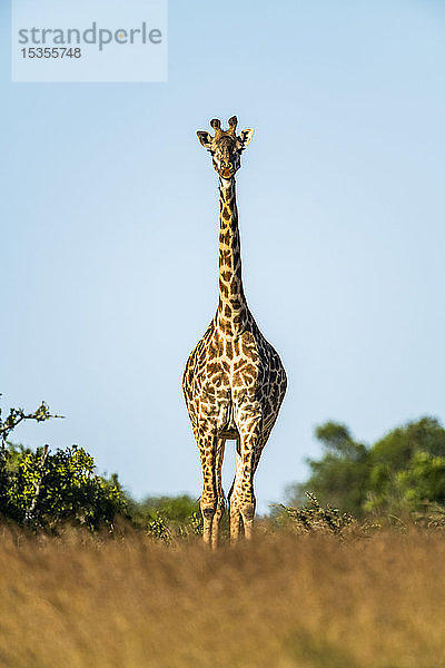 Masai-Giraffe (Giraffa camelopardalis tippelskirchii) steht mit Blick auf die Kamera am Horizont  Serengeti; Tansania