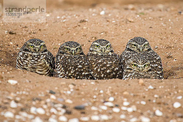 Vier Kanincheneulen (Athene cunicularia)  die vom Eingang ihres Baues aus spähen; Casa Grande  Arizona  Vereinigte Staaten von Amerika