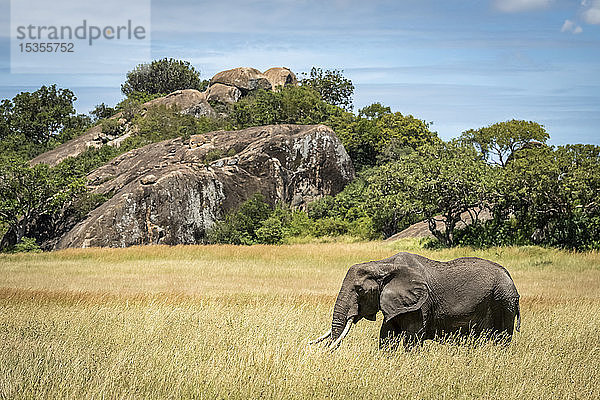 Afrikanischer Elefant (Loxodonta africana) spaziert am Kopje im Gras vorbei  Serengeti; Tansania