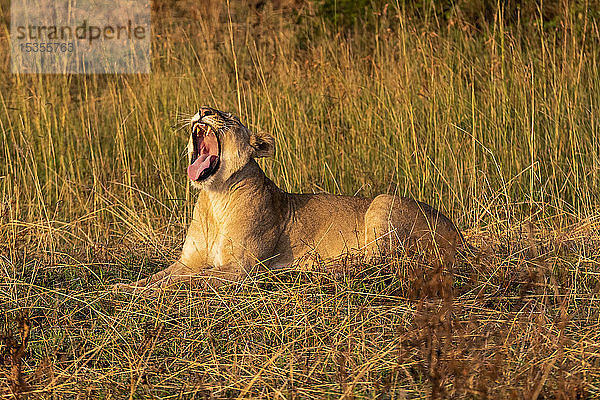 Löwin (Panthera leo) liegt gähnend im Gras und schaut nach links  Serengeti-Nationalpark; Tansania