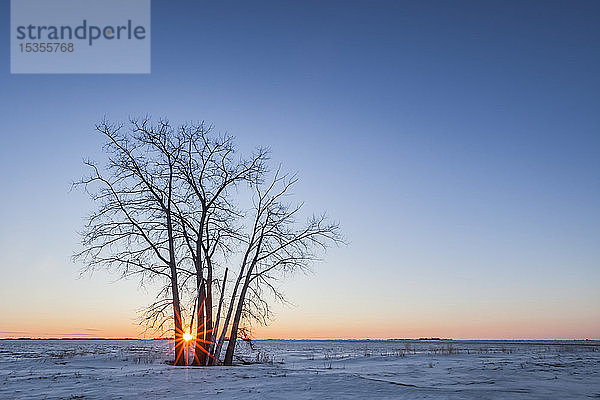 Einsamer Baum bei Sonnenuntergang über der Prärie  in der Nähe von Winnipeg; Manitoba  Kanada