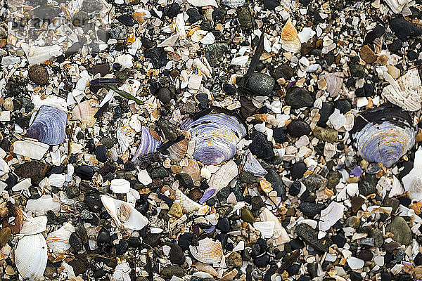 Zerbrochene Muscheln an einem Strand  Blackie Spit  Crescent Beach; Surrey  British Columbia  Kanada