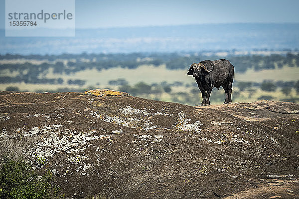 Kaffernbüffel (Syncerus caffer) am Horizont auf einem Felsen stehend  Serengeti-Nationalpark; Tansania