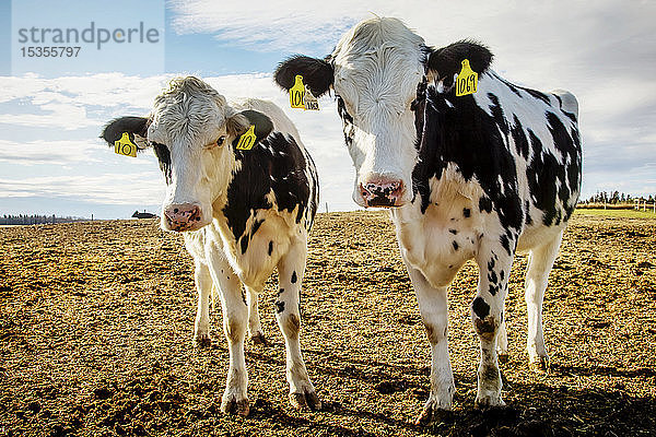 Zwei junge Holstein-Kühe schauen neugierig in die Kamera  während sie in einem Gehege mit Kennzeichnungsschildern in den Ohren auf einem Roboter-Milchviehbetrieb nördlich von Edmonton stehen; Alberta  Kanada