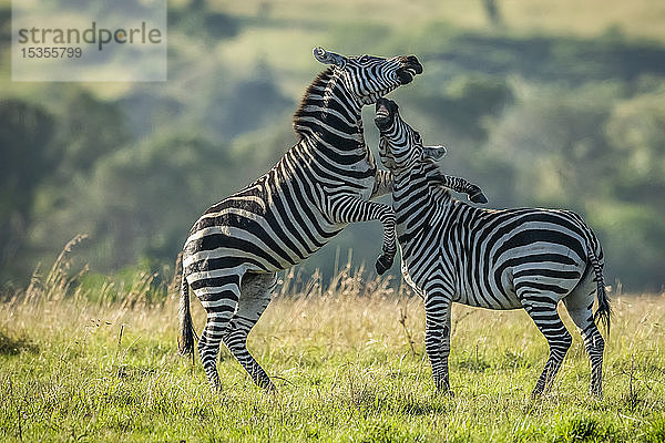 Zwei jugendliche Zebras (Equus quagga) spielen Kampf im Gras  Serengeti-Nationalpark; Tansania