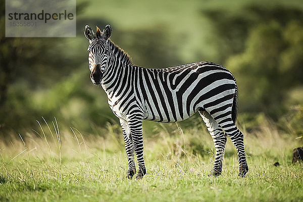 Steppenzebra (Equus quagga) steht im Gras und schaut in die Kamera  Serengeti; Tansania