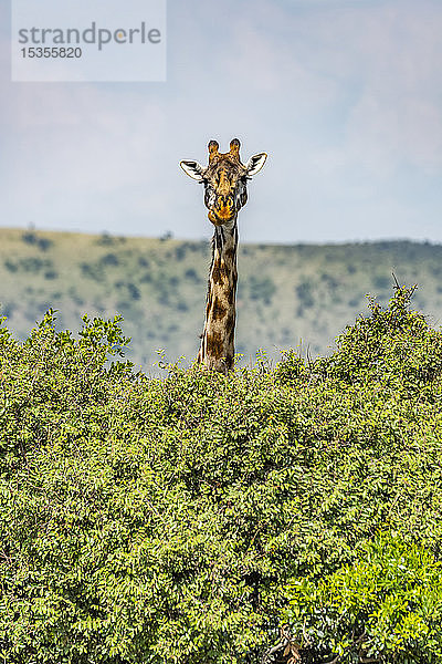 Masai-Giraffe (Giraffa camelopardalis tippelskirchii) späht über Büsche in der Savanne  Serengeti-Nationalpark; Tansania