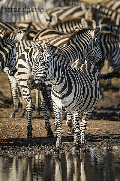 Steppenzebra (Equus quagga) beobachtet die Kamera an einer Pfütze  Serengeti; Tansania