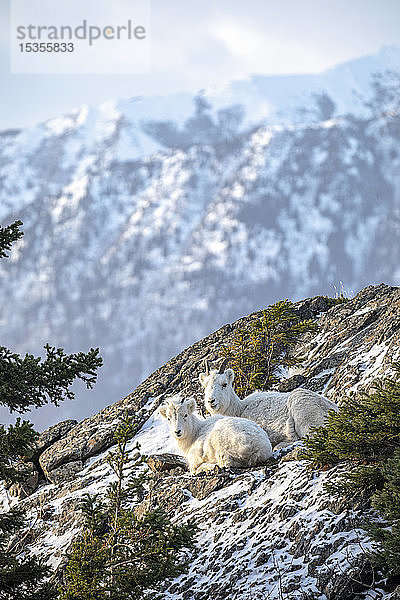 Dallschafschaf und Lamm (Ovis dalli) ruhen zusammen auf einem Hügel mit Blick auf den Turnagain Arm und die Kenai Mountains im Winter mit Schnee; Alaska  Vereinigte Staaten von Amerika