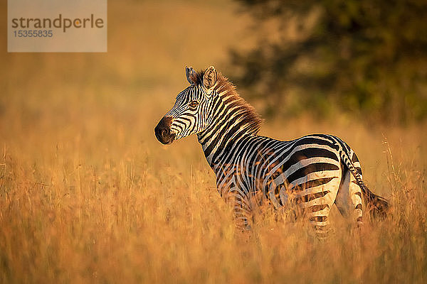 Steppenzebra (Equus quagga) steht im Gras und beobachtet die Kamera  Serengeti-Nationalpark; Tansania