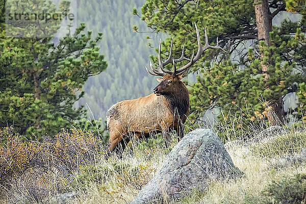 Elchbulle (Cervus canadensis); Denver  Colorado  Vereinigte Staaten von Amerika