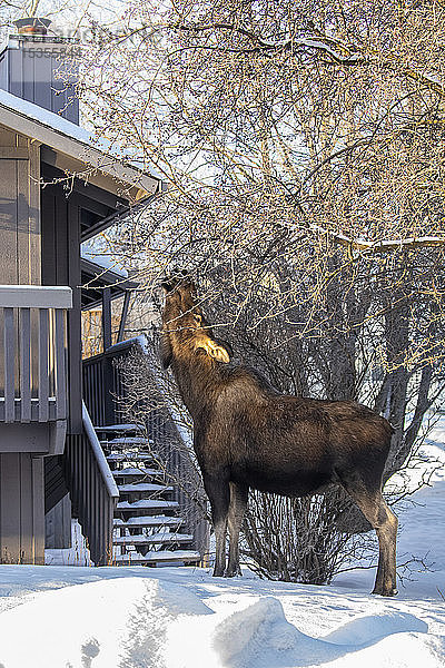 Eine Elchkuh (Alces alces) ernährt sich im Winter von Zweigen und Rinde mit Wohnungen im Hintergrund  Süd-Zentral-Alaska; Anchorage  Alaska  Vereinigte Staaten von Amerika