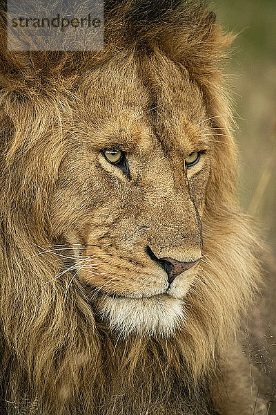 Nahaufnahme eines männlichen Löwen (Panthera leo)  Kopf nach rechts  Serengeti National Park; Tansania