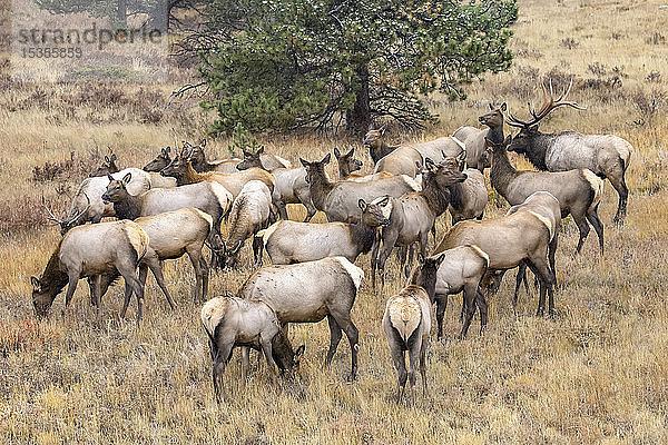 Elchbulle (Cervus canadensis) mit Elchkuh und Kälbern; Denver  Colorado  Vereinigte Staaten von Amerika