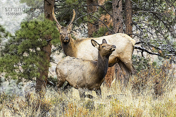 Elchkuh (Cervus canadensis) mit ihrem Kalb; Denver  Colorado  Vereinigte Staaten von Amerika