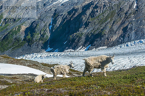 Eine Bergziegenfamilie (Oreamnos americanus) mit dem Exit Glacier im Hintergrund im Kenai Fjords National Park an einem sonnigen Sommertag; Alaska  Vereinigte Staaten von Amerika