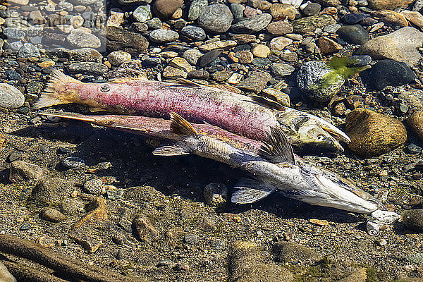 Toter Sockeye-Lachs (Oncorhynchus nerka) im Adams River  TsÃºtswecw Provincial Park (ehemals Roderick Haig-Brown Park); British Columbia  Kanada