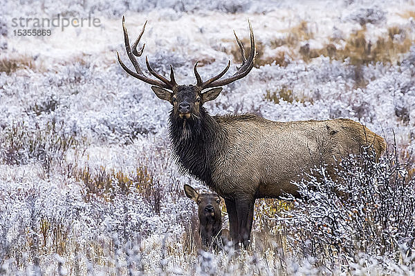 Elchbulle (Cervus canadensis) mit Kalb; Denver  Colorado  Vereinigte Staaten von Amerika