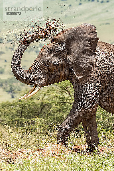 Nahaufnahme eines afrikanischen Elefanten (Loxodonta africana) beim Staubbad  Serengeti National Park; Tansania