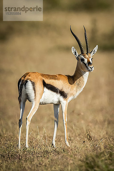 Thomson-Gazelle (Eudorcas thomsonii) steht im Gras und dreht den Kopf  Serengeti; Tansania