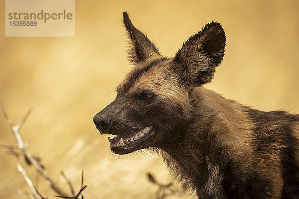 Nahaufnahme eines Wildhundes (Lycaon pictus) mit geöffnetem Maul  Serengeti-Nationalpark; Tansania