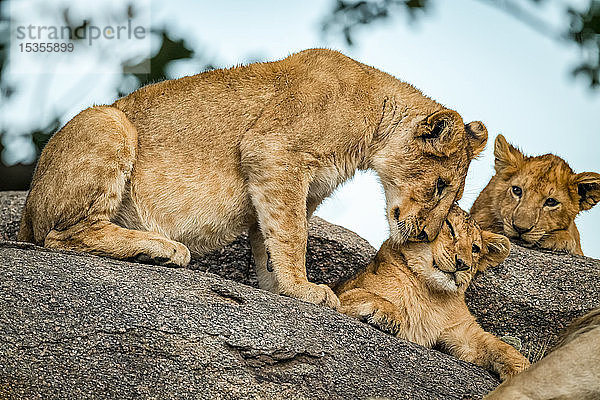 Ein Löwenjunges (Panthera leo) kuschelt mit einem anderen  während ein Geschwisterchen zusieht  Serengeti; Tansania