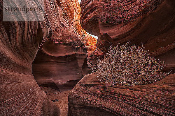 Slot Canyon bekannt als Rattlesnake Canyon; Page  Arizona  Vereinigte Staaten von Amerika