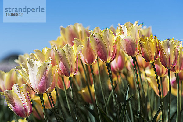 Tulpen blühen auf einer Tulpenfarm; Woodburn  Oregon  Vereinigte Staaten von Amerika