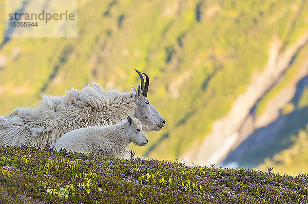 Eine Bergziege (Oreamnos americanus) als Kindermädchen mit ihrem Zicklein an einem sonnigen Sommertag auf einer Bergkuppe im Kenai Fjords National Park; Alaska  Vereinigte Staaten von Amerika