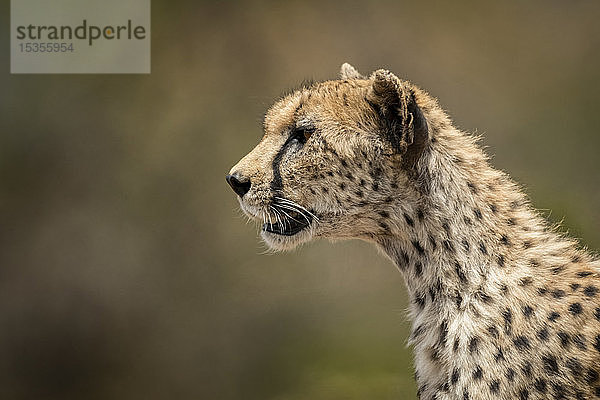 Nahaufnahme eines weiblichen Geparden (Acinonyx jubatus) mit unscharfem Hintergrund  Serengeti; Tansania