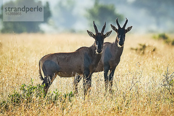 Zwei Topi (Damaliscus korrigum) stehen zusammen in der afrikanischen Savanne  Serengeti-Nationalpark; Tansania