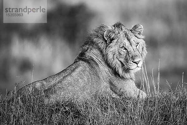 Monotoner männlicher Löwe (Panthera leo) liegt zur Kamera gewandt  Serengeti; Tansania